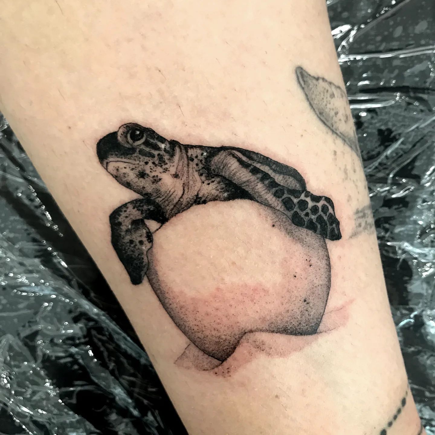 A baby sea turtle is hatching in this tattoo design. Baby turtles are so vulnerable to predators outside and all they need is luck. This hapless situation may be something that you can identify with in your life. If it is the case for you, you can get a tattoo like this.
